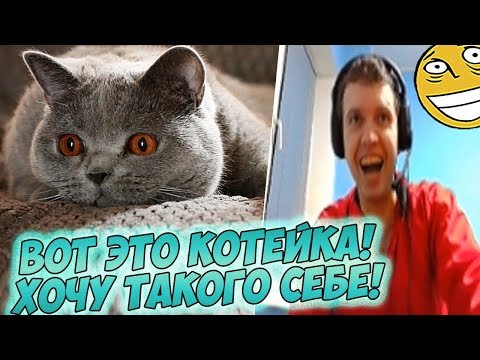 Видео: ПАПИЧ СМОТРИТ ОБОИ! КОТИК МИКРОЧЕЛИК!