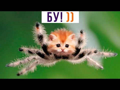 Видео: ИСПУГАВСЯ? ))) Приколы с котами | Мемозг 1030