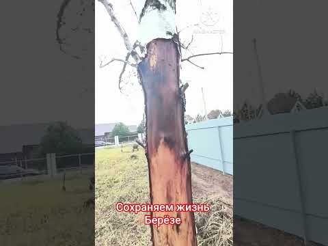 Видео: Чем лечить повреждённое дерево?