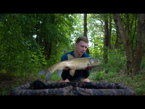 Видео: Карпфишинг | Амуры | Бойлы РАЗРЫВ