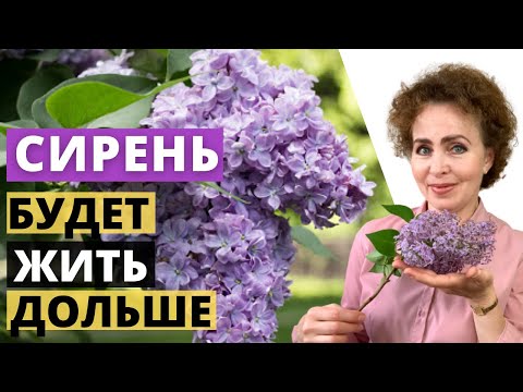 Видео: СИРЕНЬ. Как сохранить свежесть Букету Сирени.