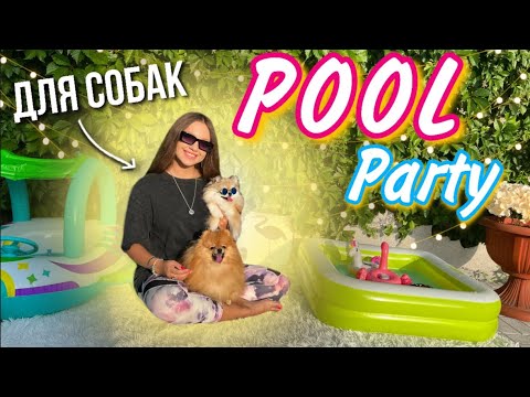 Видео: Вечеринка в бассейне для собак 🐶🎉💦 летние развлечения ☀️