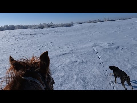 Видео: Тропление зайца. Охота с Тазы. тазымен аңшылық. Охота на зайца