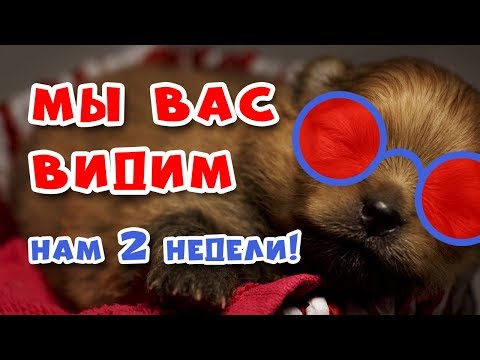 Видео: 🐾 КОГДА щенки ОТКРЫВАЮТ глаза. Щенкам Шпица 2 недели