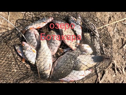 Видео: Ботакара без улова не оставила. Сентябрьская рыбалка на карася.