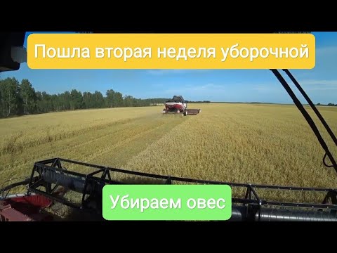 Видео: Пошла вторая неделя уборочной. Убираем овес. 9 серия.