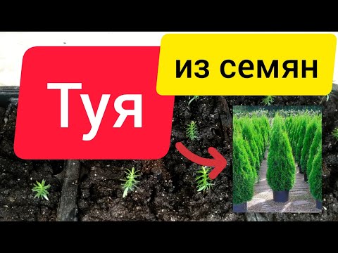 Видео: ⚫Туя из семян | Размножение туи семенами | Саженцы туи даром