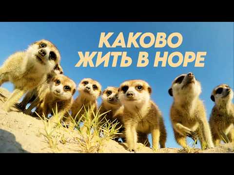 Видео: Как устроена жизнь животных в норах