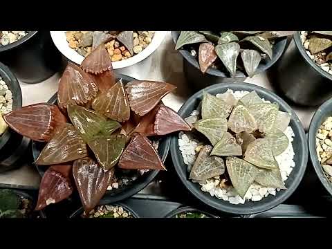 Видео: Выставка. Суккуленты крупным планом.