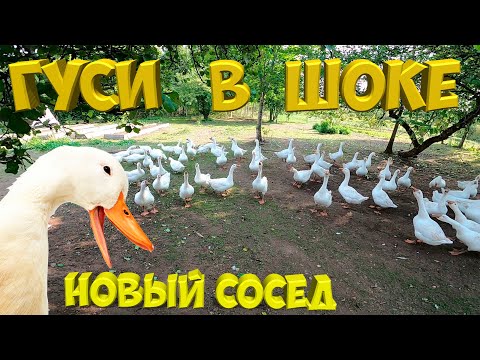 Видео: Гуси в шоке. Новый сосед у гусят.  [Жизнь в деревне]