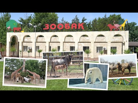 Видео: Шымкент жануарлар бағы