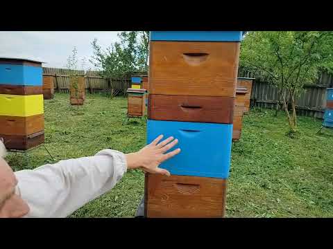 Видео: Пасека.9 августа 2024 года.Начало подготовки пчел в зиму.Я потерял клеща.....Обращение к вам.