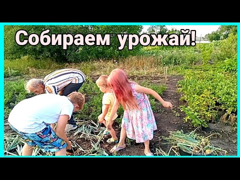 Видео: Сбор урожая,сушка для фруктов,аквариум.
