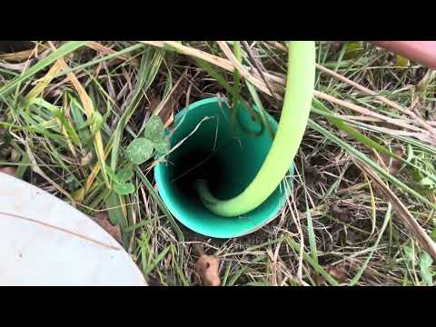 Видео: Наступила зима, коровы прекрасно себя чувствуют, питаясь заготовленными на зиму кормами.