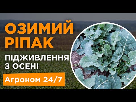 Видео: Озимий ріпак підживлення з осені - Агроном 24/7