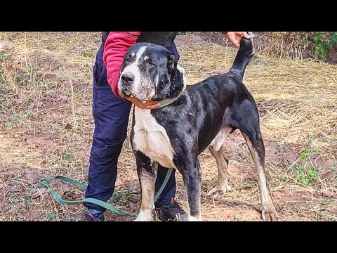 Видео: «Азулы төбет» питомнигі, 🇰🇿, Жамбыл облысы,  Құлан ауылы |Central Asian shepherd «Azuly TOBET»