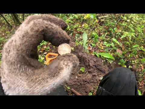 Видео: приключения димы димыча в тайге