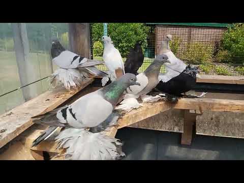 Видео: Северокавказские голуби. В гостях у Роберта.