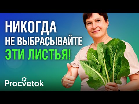 Видео: 90% ЛЮДЕЙ И НЕ ДОГАДЫВАЮТСЯ О ЦЕЛЕБНОЙ СИЛЕ ХРЕНА! От гайморита и болей в суставах, для мужской силы