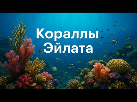 Видео: Читаем На Иврите для Продолжающих: Интересные Факты – Кораллы Эйлата: чудо-риф