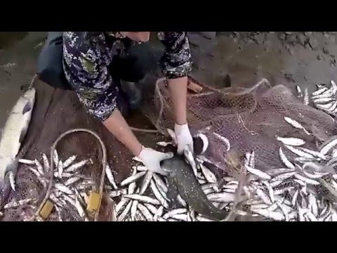 Видео: Ряпушка(и нам хватит)