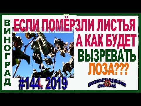 Видео: 🍇 ЛИСТЬЯ ПОМЁРЗЛИ. А ВЫЗРЕЕТ ЛИ ЛОЗА ВИНОГРАДА? Как вызревает виноград без листьев.