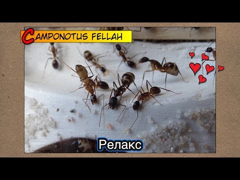 Видео: Муравьиный релакс ● Camponotus fellah