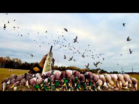 Видео: Супер РЕДКИЕ УТКИ во время ОХОТЫ на ЗАГРУЖЕННОМ ПОЛЕ! (Лучшие подсадные утки на YouTube!)