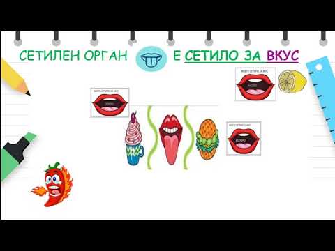 Видео: I одделение - Природни науки - Сетила