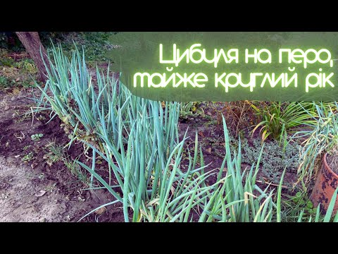 Видео: Цибуля на перо, майже круглий рік