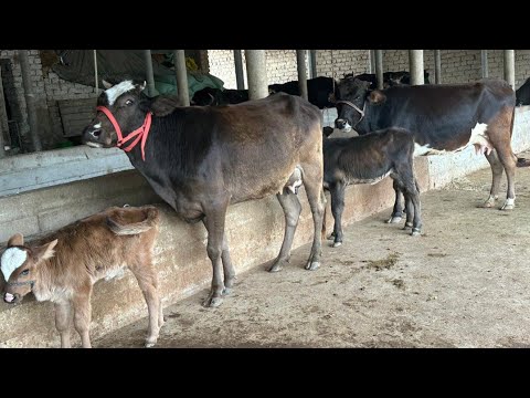 Видео: ГОВОИ ФУРУШИ ГУСАЛДОР БУКАЧАДОР НОМЕР 911217221 НАВОРИ ТОЗА 31 ОКТЯБРЯ 2025
