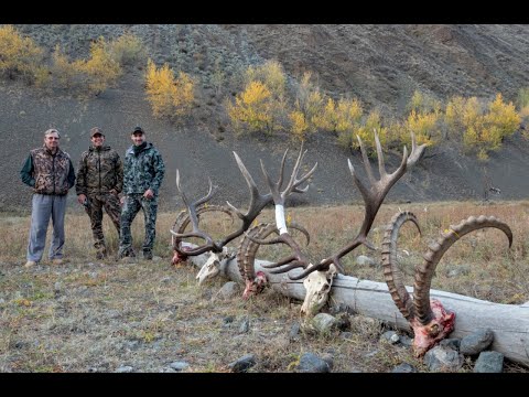 Видео: Охота на Марала в Казахстане.( Maral hunting in Kazakhstan).