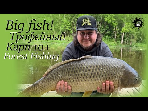 Видео: Биг Фиш!!! Рыбалка на Трофейного Карпа 10+   ))  Рыболовный клуб Forest Fishing