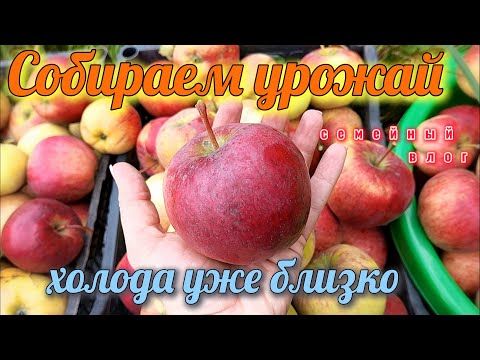 Видео: УБИРАЕМ ПОСЛЕДНИЙ УРОЖАЙ С ОГОРОДА/СОБИРАЕМ ЯБЛОКИ