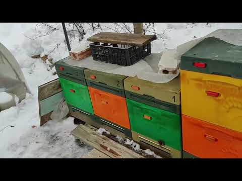 Видео: Зимовка в ППУ ульях . Подмор за зиму .