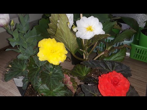 Видео: БЕГОНИЯМ КЛАССМАН НЕ НРАВИТСЯ/ОХ УЖ ЭТИ ВАШИ КОММЕНТАРИИ - ДАВАЙТЕ - ОТДОХНЁМ ДРУГ ОТ ДРУГА!