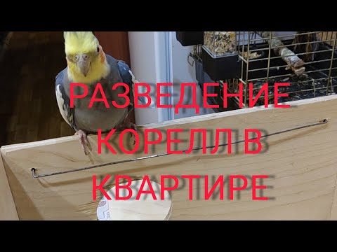 Видео: РАЗВЕДЕНИЕ КОРЕЛЛ В КВАРТИРЕ: СТАВИМ ГНЕЗДО