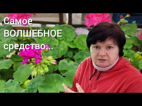 Видео: Пеларгонии зимой. Чем помочь.