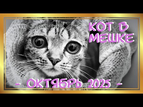 Видео: Челлендж Кот в мешке Октябрь 2025/Раскраски антистресс