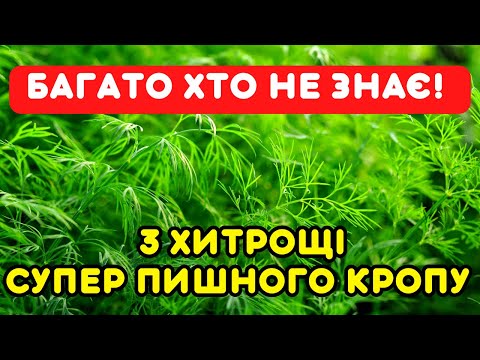 Видео: 3 ХИТРОЩІ сусідки - кріп по пояс, пишний, смачний, соковитий.