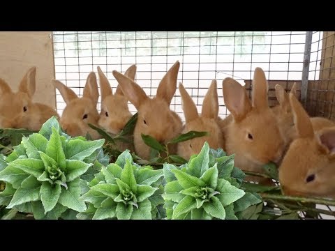 Видео: Какой ивой кормить кроликов/Паразиты на ивняке/Ивовая роза
