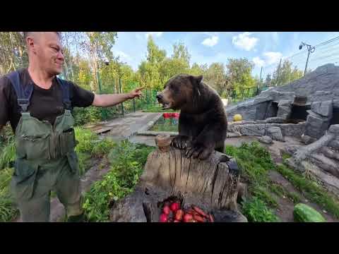 Видео: Медведь Мансур ест вкусный арбуз на завтрак🐻🍉 Mansur  bear has a delicious watermelon breakfast 🐻🍉