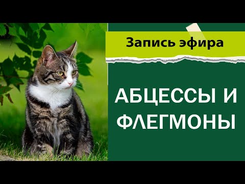 Видео: Абцессы и флегмоны у животных