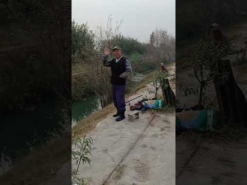 Видео: Бостон тумани омадли овчилар кули