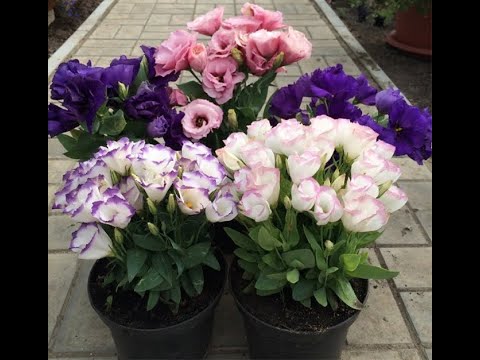 Видео: Пересадка низкорослой эустомы на пмж.08.01.2020