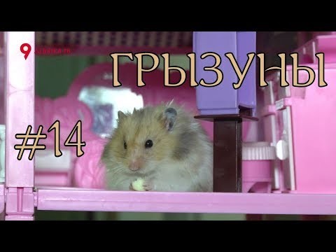 Видео: Дай Лапу #14 Все виды грызунов