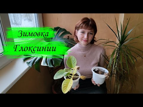 Видео: Зимовка глоксинии