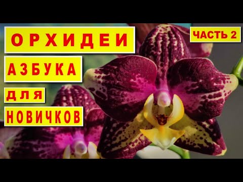 Видео: ОРХИДЕИ! АЗБУКА ДЛЯ НАЧИНАЮЩИХ! ПРАВИЛА И СОВЕТЫ НОВИЧКАМ: КОРНИ ОРХИДЕЙ! У ОРХИДЕИ ГНИЮТ КОРНИ!