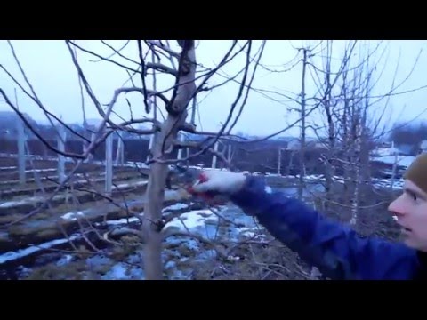 Видео: Интенсивная обрезка яблони "Веретено"