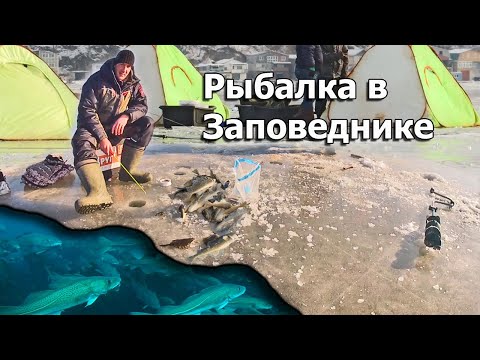 Видео: Рыбалка на мормышки и поплавок. Ловля рыбы в заповеднике Тавричанский Лиман.